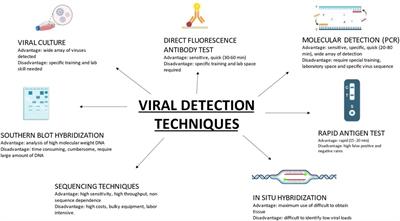 Viruses in chronic rhinosinusitis: a systematic review